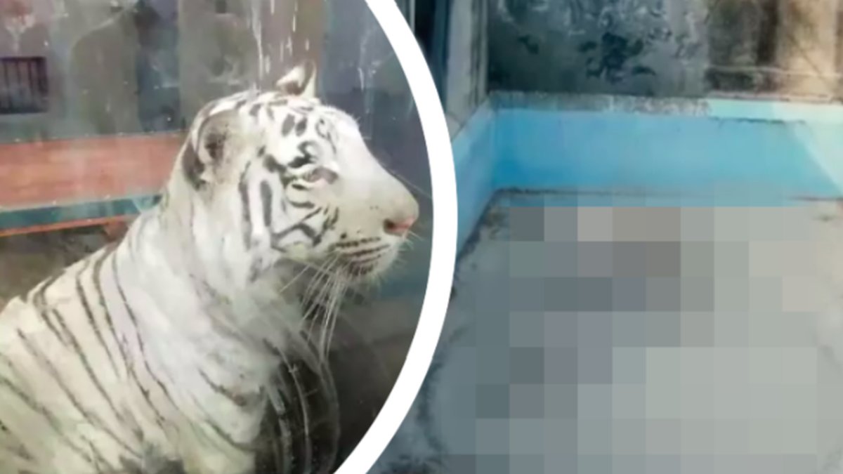 Hjärtekrossande videon: Här går den vita tigern runt i en och samma cirkel 